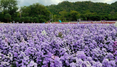 hokkaido flower garden